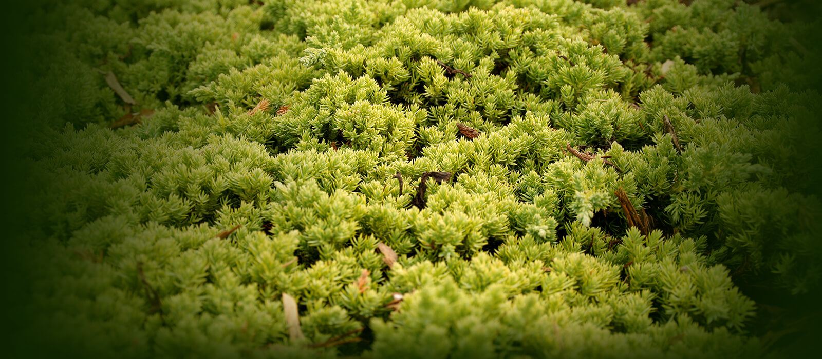 Zápis z jednání předsednictva, 11.12.2014, Arboretum MZLU Brno