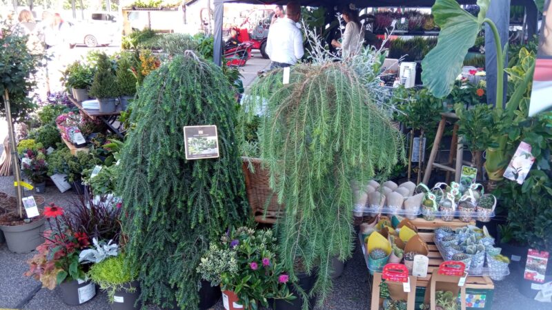 Pozvánka na školkařkou výstavu HUNGAROGREEN 5.- 6.9. 2023 / fotogalerie / Nepojme412111nované