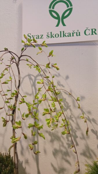 Ohlédnutí za Jarní Florou Olomouc / fotogalerie / 1745822838455