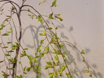 Ohlédnutí za Jarní Florou Olomouc