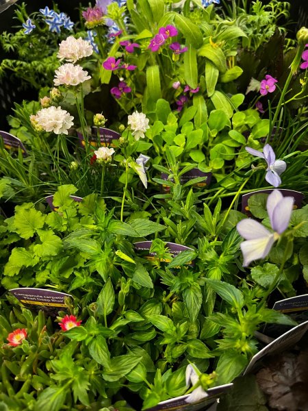 Jarní Flora Olomouc – tóny Flory / fotogalerie / IMG 20260423 WA0010