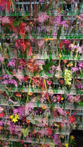 Jarní Flora Olomouc – tóny Flory / fotogalerie / IMG 20260423 135649