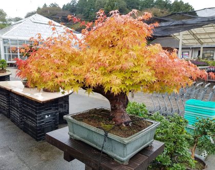 Japonsko 2017 – odborná exkurze / fotogalerie / 22548835_1718661648193545_8060897848396634848_o