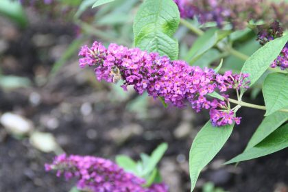 PLANTARIUM 2016 / fotogalerie / Buddleja ‚Miss Violet‘