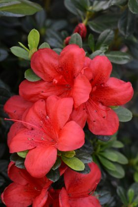 PLANTARIUM 2016 / fotogalerie / Rhododendron (Azalea) ‚RLH1-9P7‘ (BLOOM CHAMPION RED)
