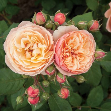 PLANTARIUM 2016 / fotogalerie / Rosa 'Boznatafra' (NATALIJA FRAYLA)